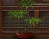 NT Bonsai Tree