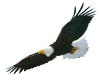 Soaring Eagle (large)