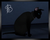 ^B^ Black Cat
