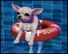 *Y* Floating Chihuahua