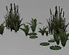 Water Cattail Plants