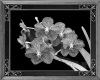 black&white Orchid Art