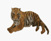 ANIMATED TIGER
