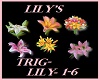 Lily Particles