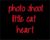 photo shoot little cat