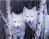 whitewolfs