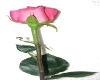 Pink Rose (transparent)