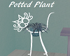 P/Persazz, Potted Plant