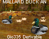[Gio]MALLARD DUCK AN DER