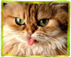 Sassy Cat Sticker