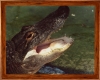 Alligator in Wood Frame