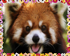{YC}Red Panda {For Aces}