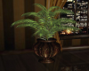 Bliss Elegant Palm Plant