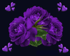 LG Purple Rose Club