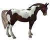 Pinto Horse Anim. NPC
