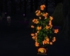Halloween Flower Plant