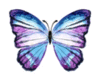 Waterlilly butterfly