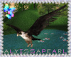 :A: Lakeside Falcon