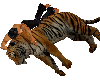 Animated Tiger Hugs
