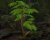 jungle plant large fern