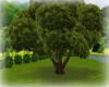 [Luv] Park - Tree 2 Anim