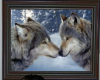 cats wolves Picture