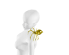 Golden Shoulder Spider