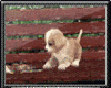 Ani Puppy Bench