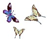 3 Butterflies Animation