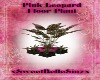 Pink Leopard Plant