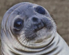 Derpy Seal Mask