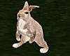 !Animated Bunny/Rabbit!