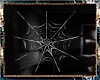 *Anim.Spider Web 2