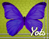 Purple/Blue Butterfly