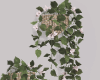 S. Bouvia Wall Plants