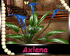 AXL Blue Lillie Plant