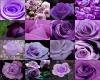 Purple Rose Collection