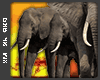 Real elephants 🐘