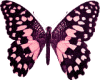pink beautiful butterfly