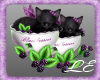 Black berry cat