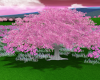 Animated Cherry Tree
