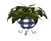 COUNTRY BLUE PLANT
