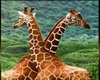 C* tableau girafle