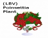 (LBV) Poinsettia Plant