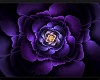 ~B~Purple Rose Art