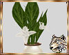 !SW! (HW) Lily Plant