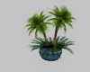 Blue Potted Palms