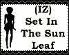 (IZ) Set InTheSun Leaf
