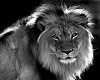 lion empire