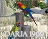 Oasis Parrots